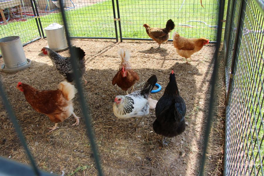 chickens